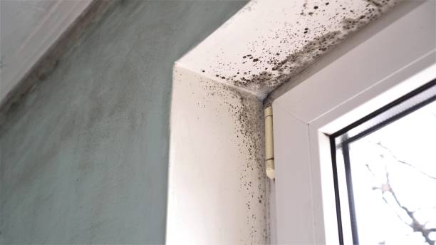 Best Mold Damage Repair  in Landmk, AR