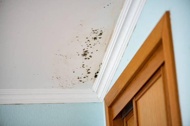 Best Emergency Mold Removal  in Landmk, AR