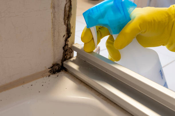 Best Fast Mold Removal  in Landmk, AR