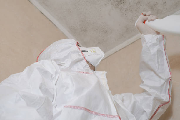 Professional Mold Removal in Landmark, AR