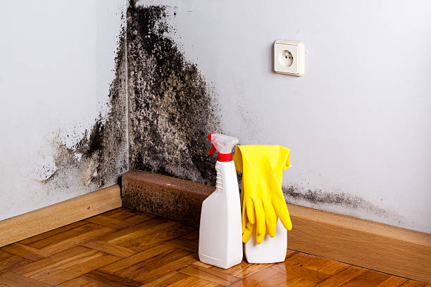 Best Mold Remediation Services  in Landmk, AR