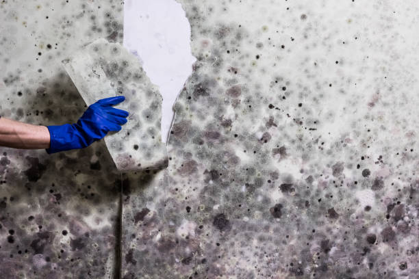 Best Mold Cleaning Services  in Landmk, AR